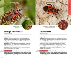 Basic Insekten
