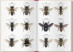 Bienenkalender 2027