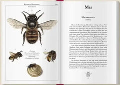 Bienenkalender 2027