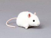 maus-pieps-weiss-kunstundspiel-1 - kunstundspiel
