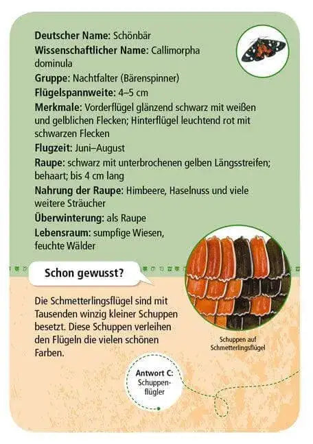 50 Heimische Schmetterlinge Moses