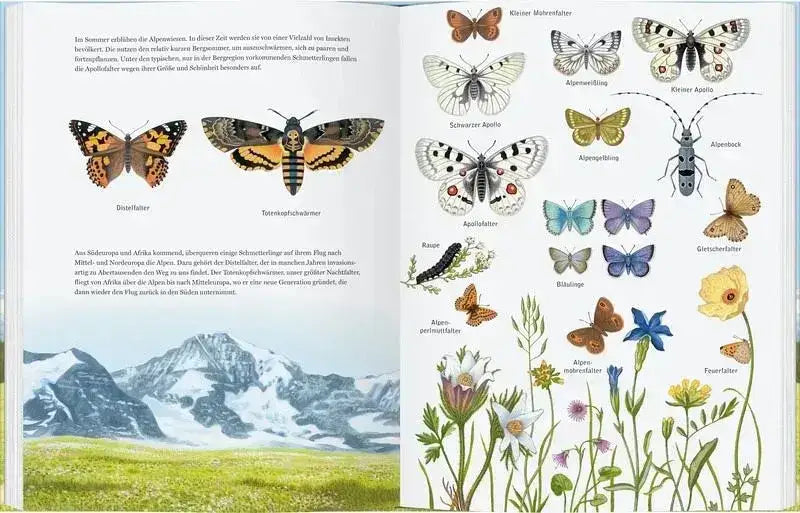 Adler, Bär und Murmeltier - 9783836962773 Gerstenberg Verlag