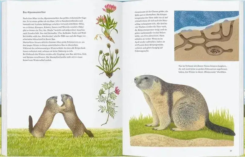 Adler, Bär und Murmeltier - 9783836962773 Gerstenberg Verlag