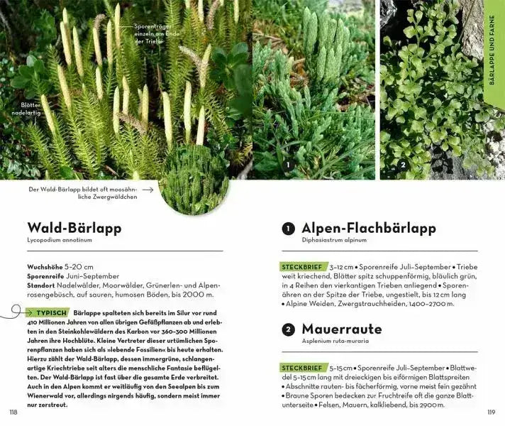 Basic Alpenblumen - 9783440173992 Franckh-Kosmos Verlag