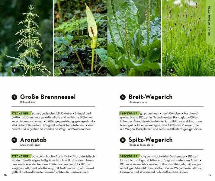 BASIC Blumen Franckh-Kosmos Verlag