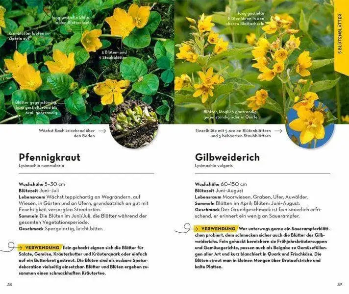 BASIC Früchte und Wildkräuter Franckh-Kosmos Verlag