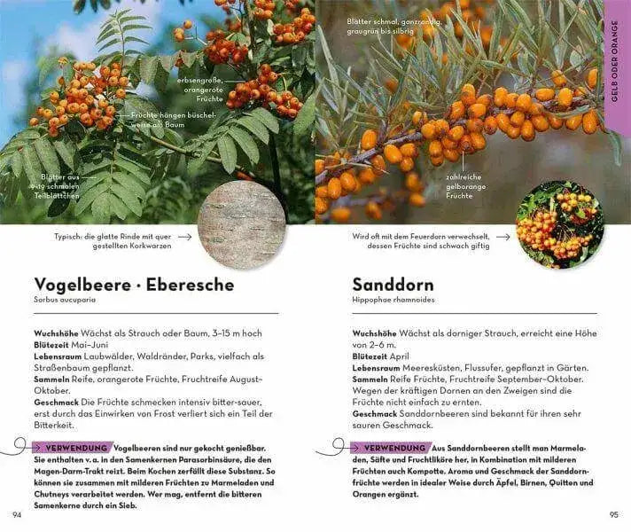 BASIC Früchte und Wildkräuter Franckh-Kosmos Verlag
