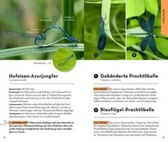 Basic Insekten