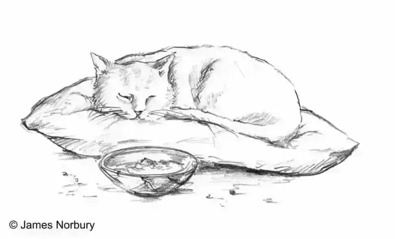 die-katze-die-nach-weisheit-sucht-kunstundspiel-5 - kunstundspiel 
