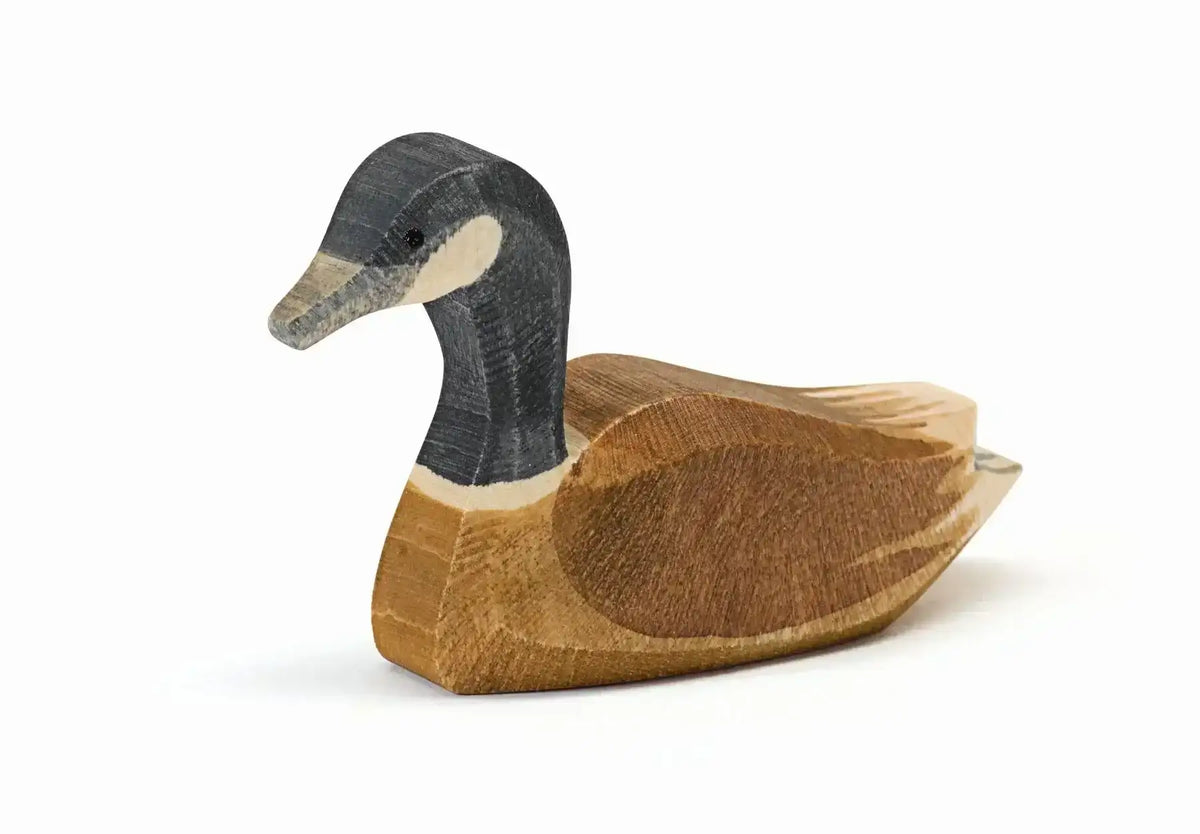 Kanadagans schwimmend 22703