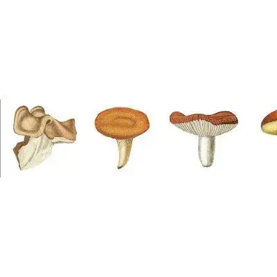 Masking Tape mushroom Merlo
