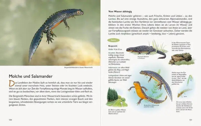 Unserer Natur auf der Spur Natur-Verlag Wawra