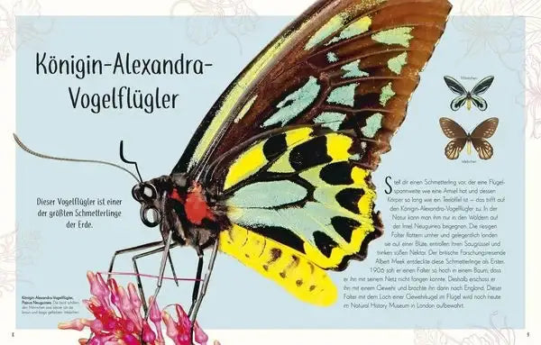 wundervolle-welt-der-insekten-und-spinnentiere-gebundene-ausgabe-jess-french_1 - kunstundspiel 
