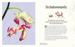 wundervolle-welt-der-insekten-und-spinnentiere-gebundene-ausgabe-jess-french_2 - kunstundspiel 