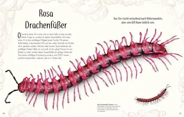 wundervolle-welt-der-insekten-und-spinnentiere-gebundene-ausgabe-jess-french_3 - kunstundspiel 