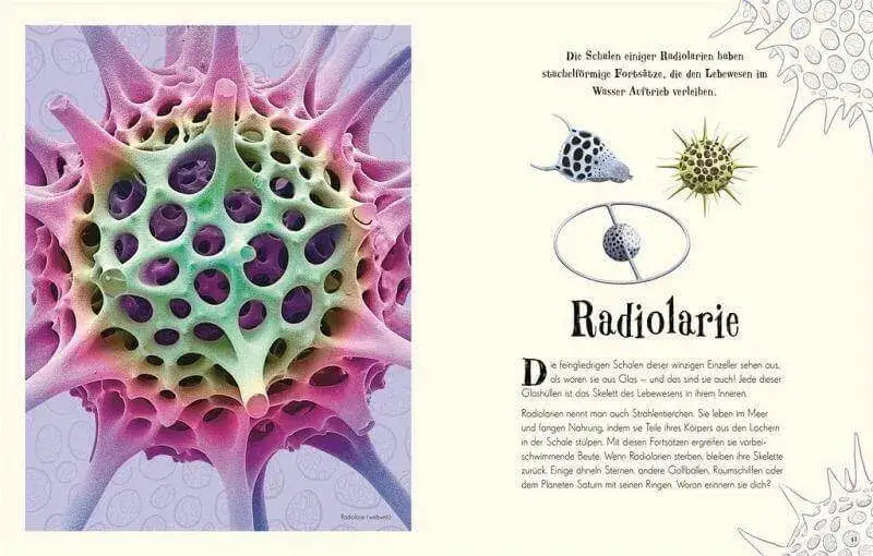 Wundervolle Welt der Natur Dorling Kindersley Verlag