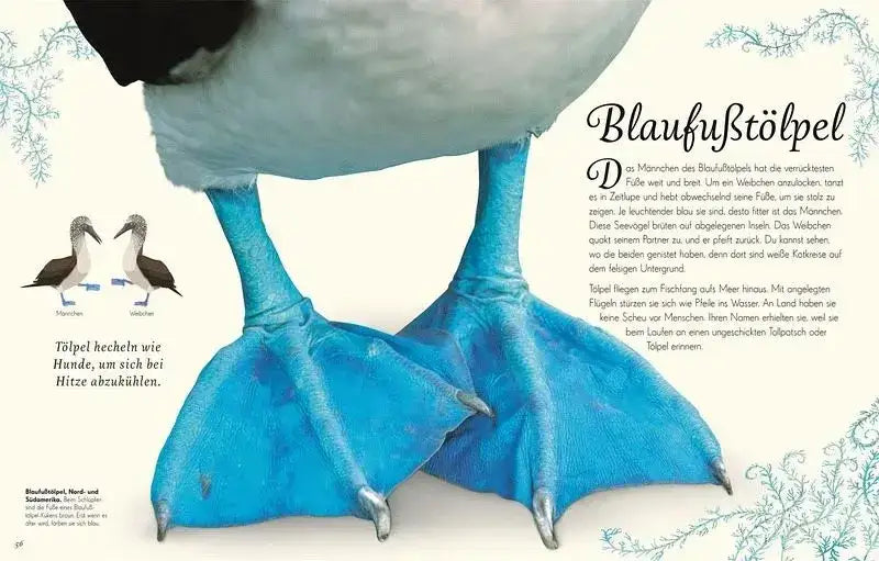 Wundervolle Welt der Vögel - 9783831051144 Dorling Kindersley Verlag