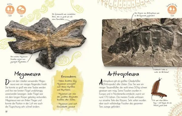 wundervolle-welt-kleine-schatze-fossilien-kunstundspiel-4 - kunstundspiel 