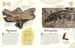 wundervolle-welt-kleine-schatze-fossilien-kunstundspiel-4 - kunstundspiel 