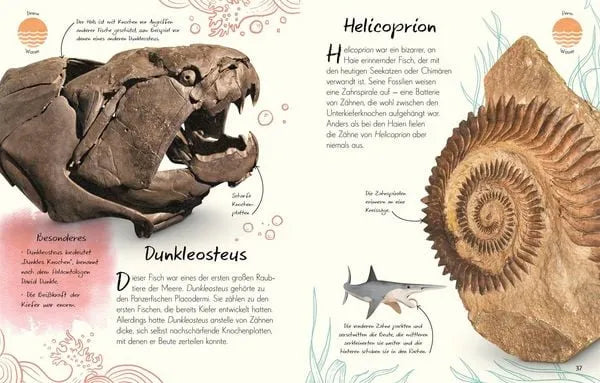 wundervolle-welt-kleine-schatze-fossilien-kunstundspiel-5 - kunstundspiel 