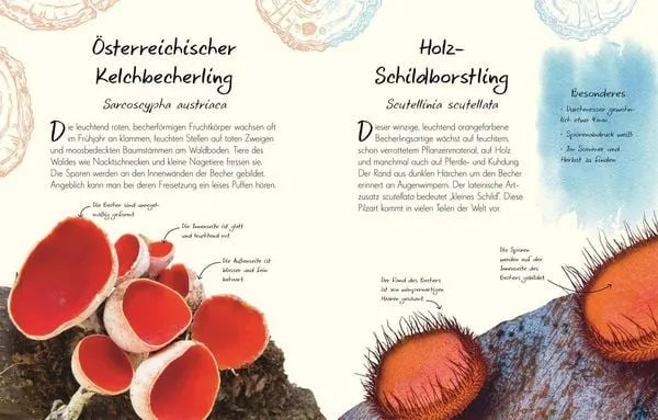 wundervolle-welt-kleine-schatze-pilze-kunstundspiel-8 - kunstundspiel 