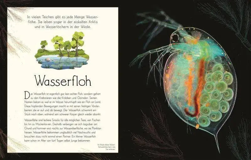 Wundervolle Welt. Wasser Dorling Kindersley Verlag